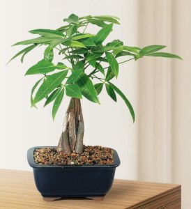 Braided Money Tree Braided Money Tree