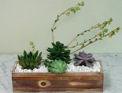 Water Saver Garden