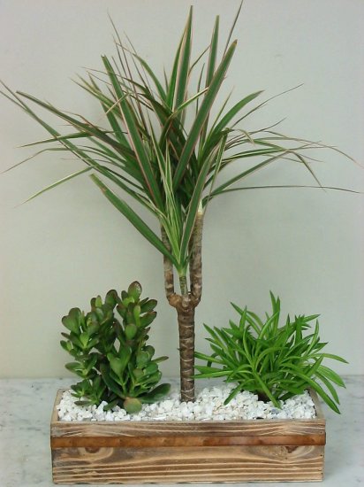 Tropical Palm Garden - Click Image to Close