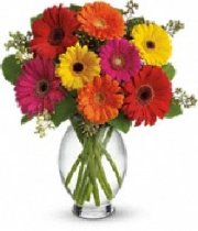 The Gerbera Brights Bouquet