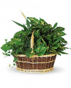 Basket Garden Plants Basket Garden Plants
