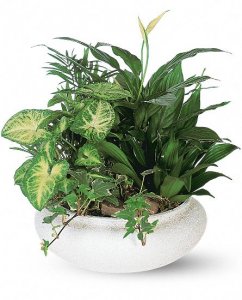 Medium Dish Garden Plants
