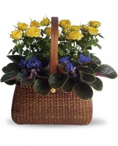 Garden To Go Plants Garden To Go Plants