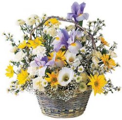 The Boy's basket