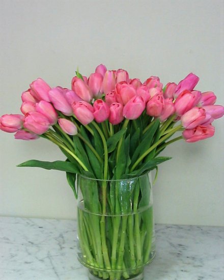 Pink Tulip Fantasy - 60 Pink Tulips - Click Image to Close