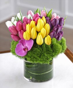 Absolute Tulip Bouquet- 50 Tulips Absolute Tulip Bouquet- 50 Tulips