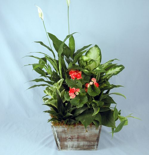 Filed Of Joy Planter - Click Image to Close