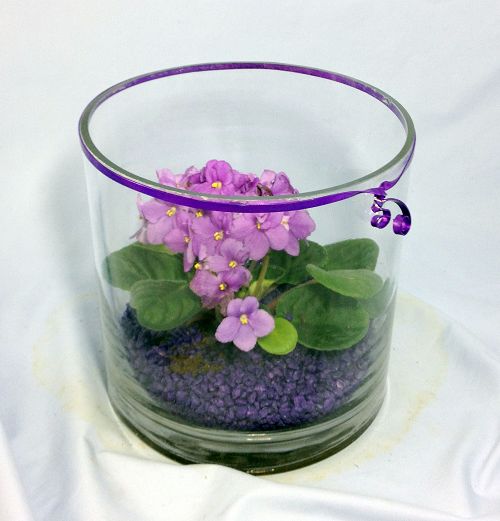 African Violet Cylinder - Click Image to Close