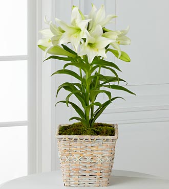 Easter Lily Plant