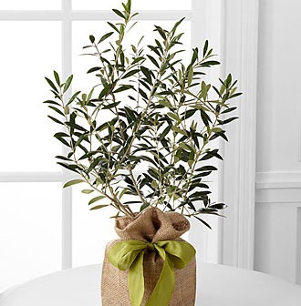 Peaceful Path Olive Tree