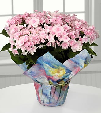 Pleasing In Pink Hydrangea