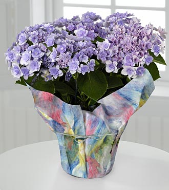 Pretty In Purple Hydrangea Plant