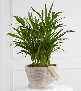 Deeply adored Palm Planter
