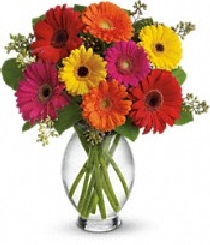 The Gerbera Brights Bouquet