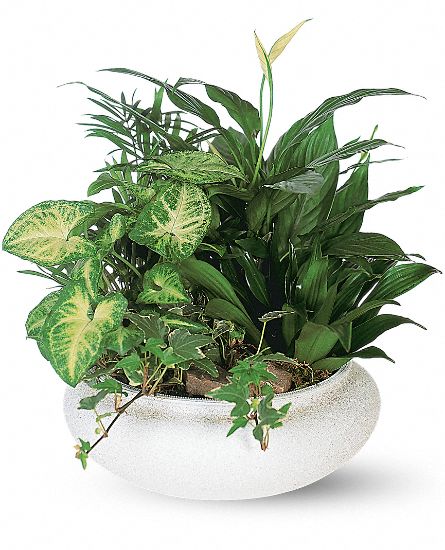 Medium Dish Garden Plants - Click Image to Close
