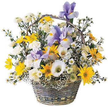 The Boy's basket